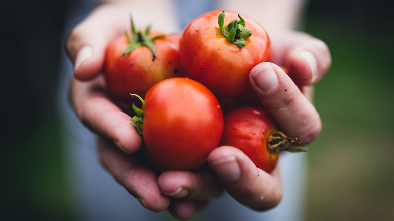 Hands holding several tomatoes