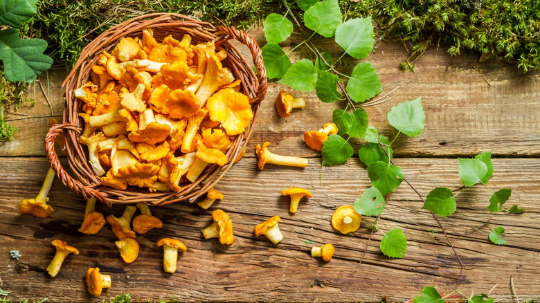 Chanterelle mushrooms in a wicker bisket on a table