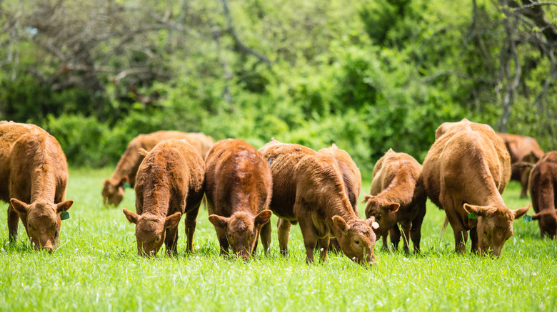 Group of light brown cattle grazing on grass with trees in the background