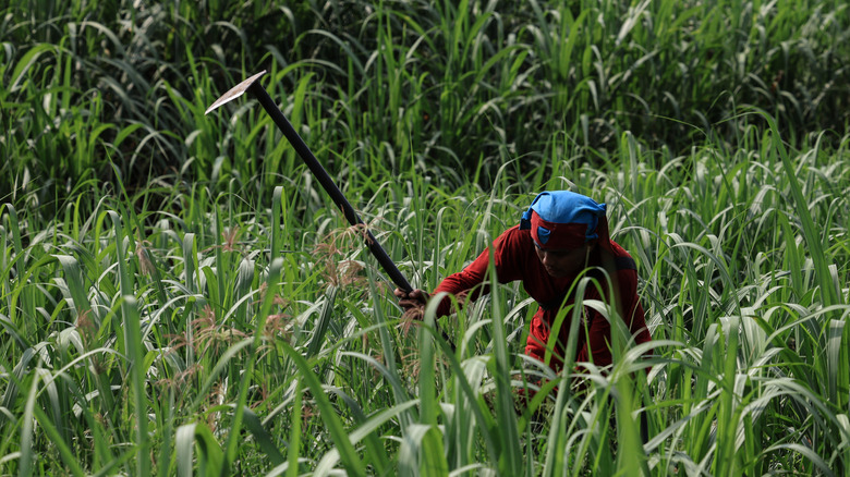 Laborer harvesting sugarcane