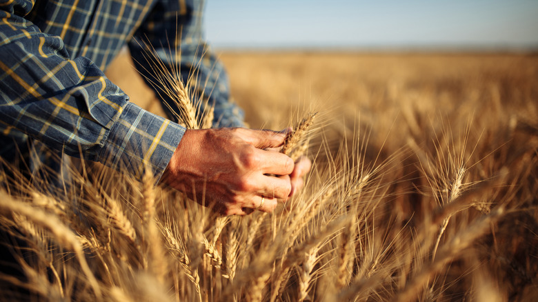 Person examines wheat in field