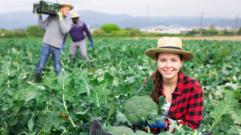 Broccoli farmers in field 