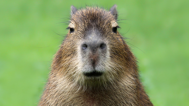Closeup of a capybara 