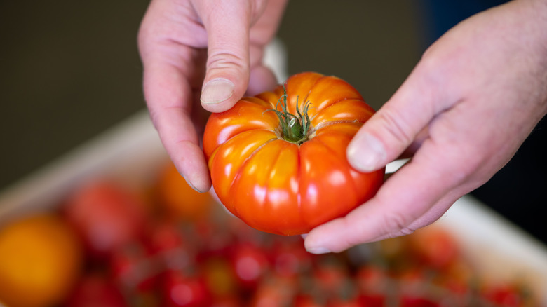Person holding heirloom tomato
