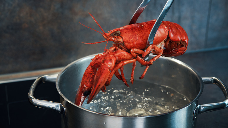 lobster over pot of boiling water