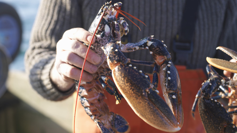 fisherman holding fresh lobster