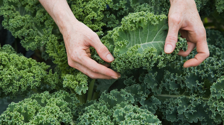 Person harvesting curly kale