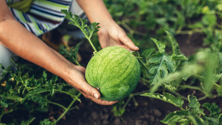 Person plucking watermelon