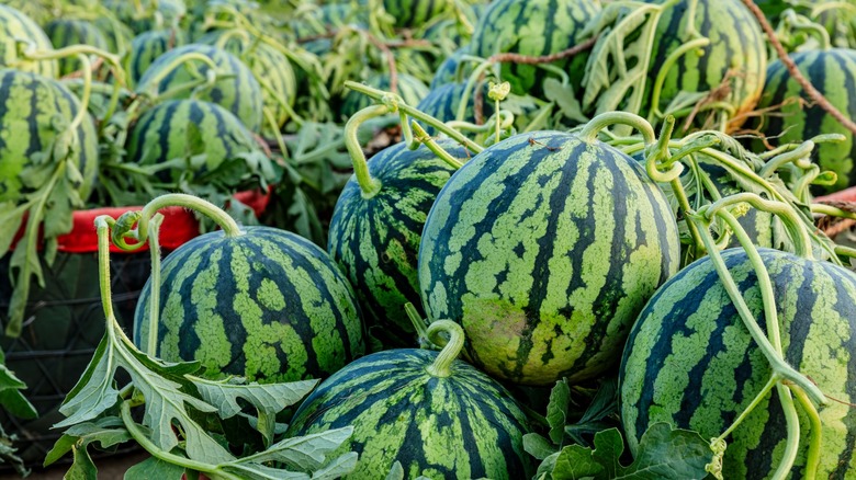 Watermelons on vine