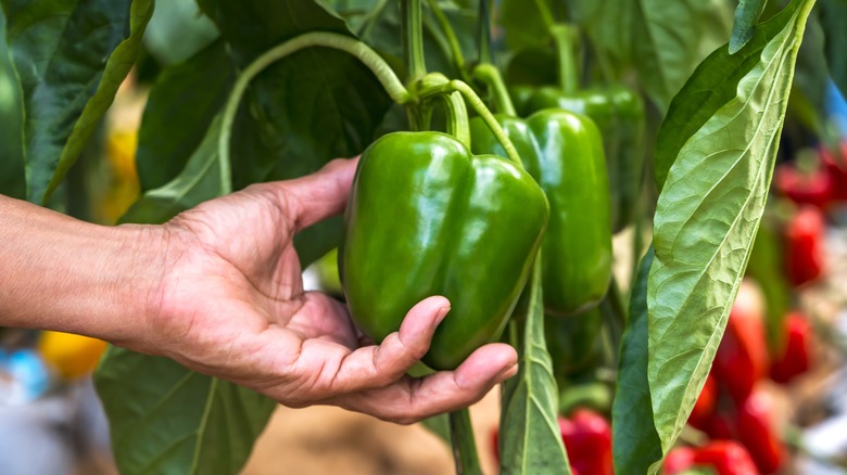 Close up of a farmer's hand picking a green bell pepper off the vine.