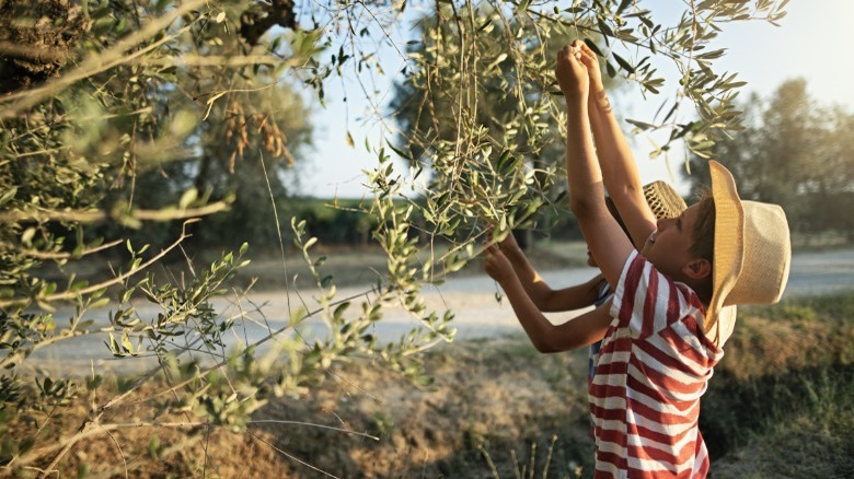 Boys picking olives from trees 