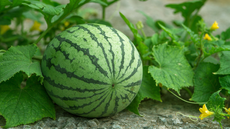 Watermelon growing in field 