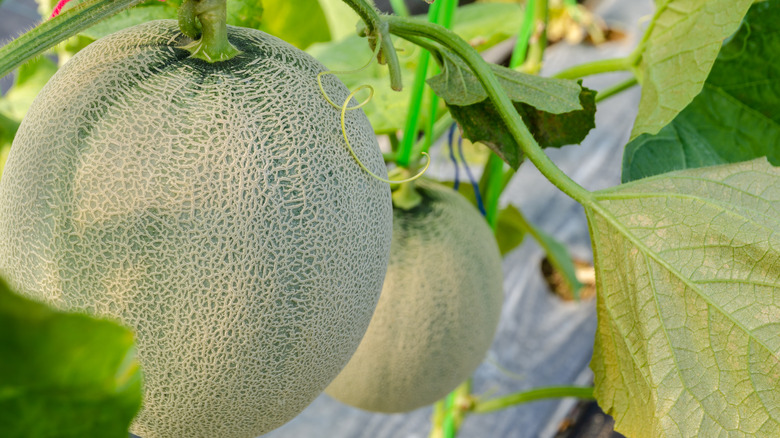 Closeup of cantaloupe growing 