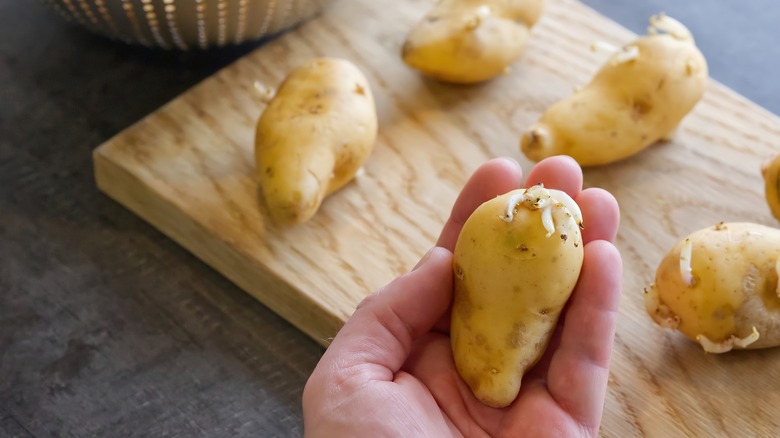 Hand holding sprouted potato