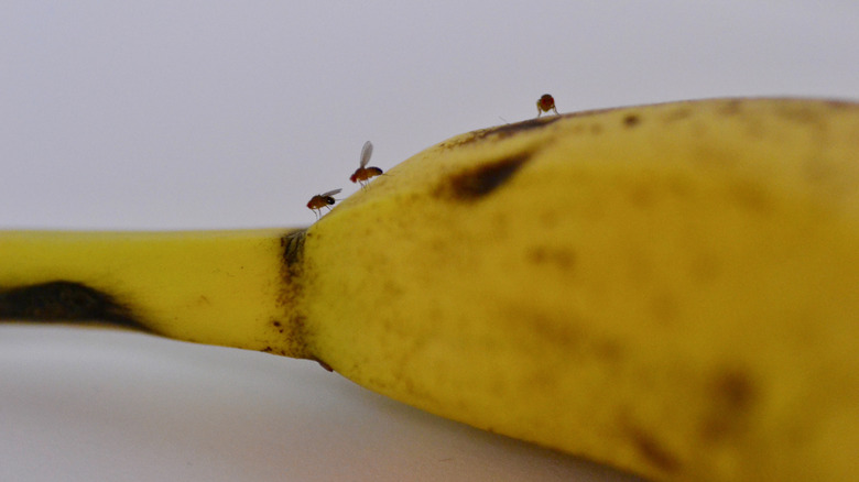 Close-up of fruit flies on a banana