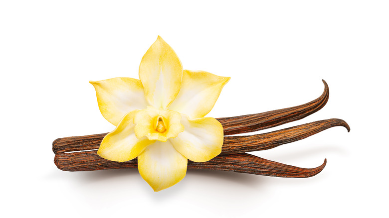 Vanilla bean pod with flower on white background