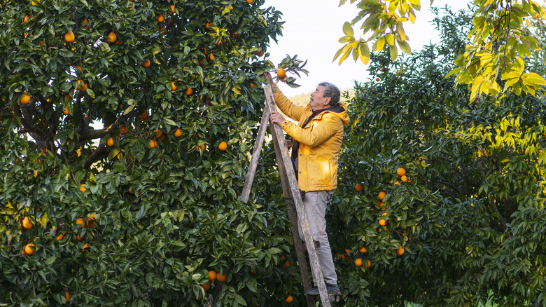 Person picking oranges in grove
