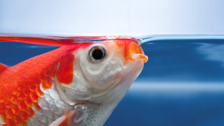 Open mouthed goldfish with orange and white scales breathing at surface of water