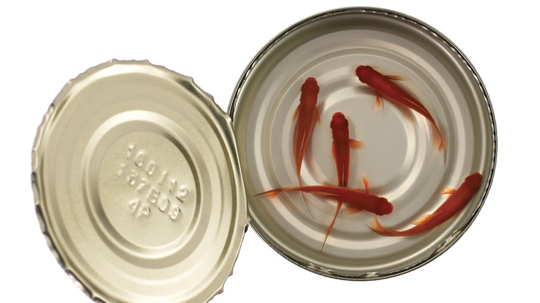 Live goldfish in an opened food tin