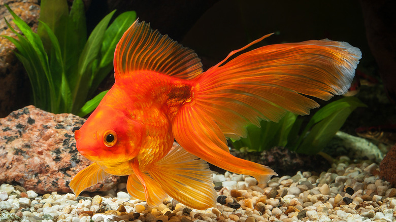 Close up of goldfish in fish tank