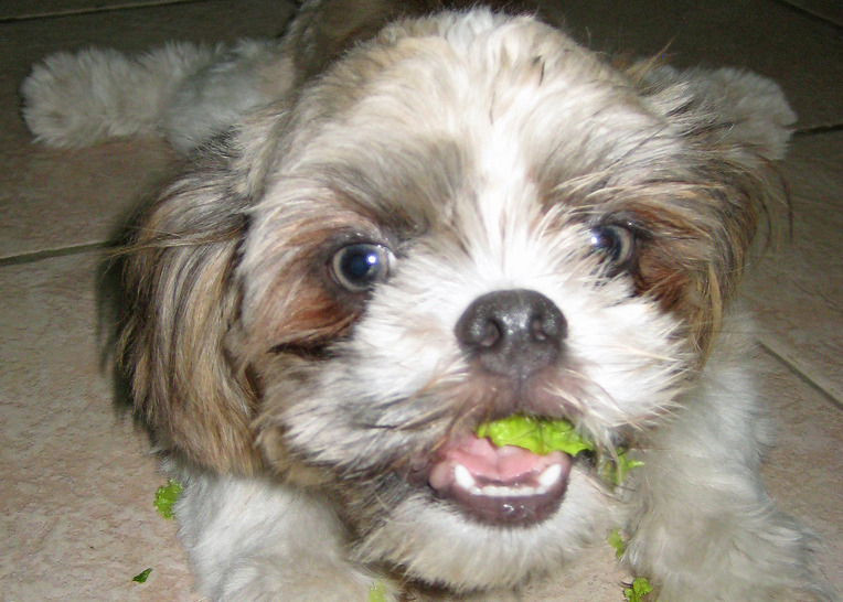 Even a dog likes salad once in awhile