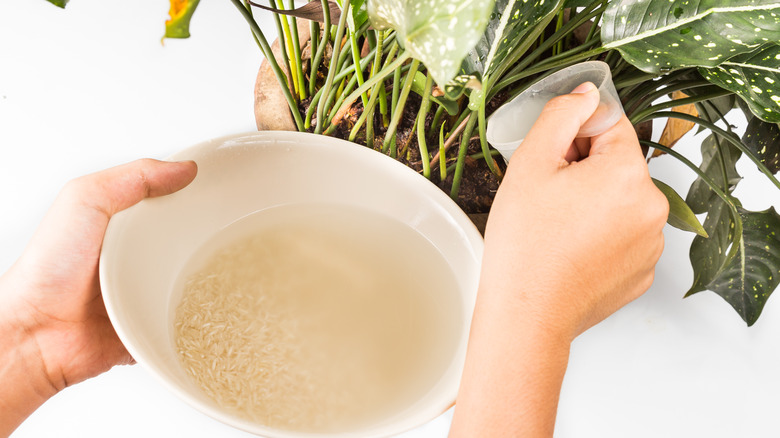 Person watering a plant with rice water