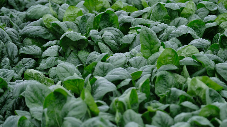 Spinach growing in a field