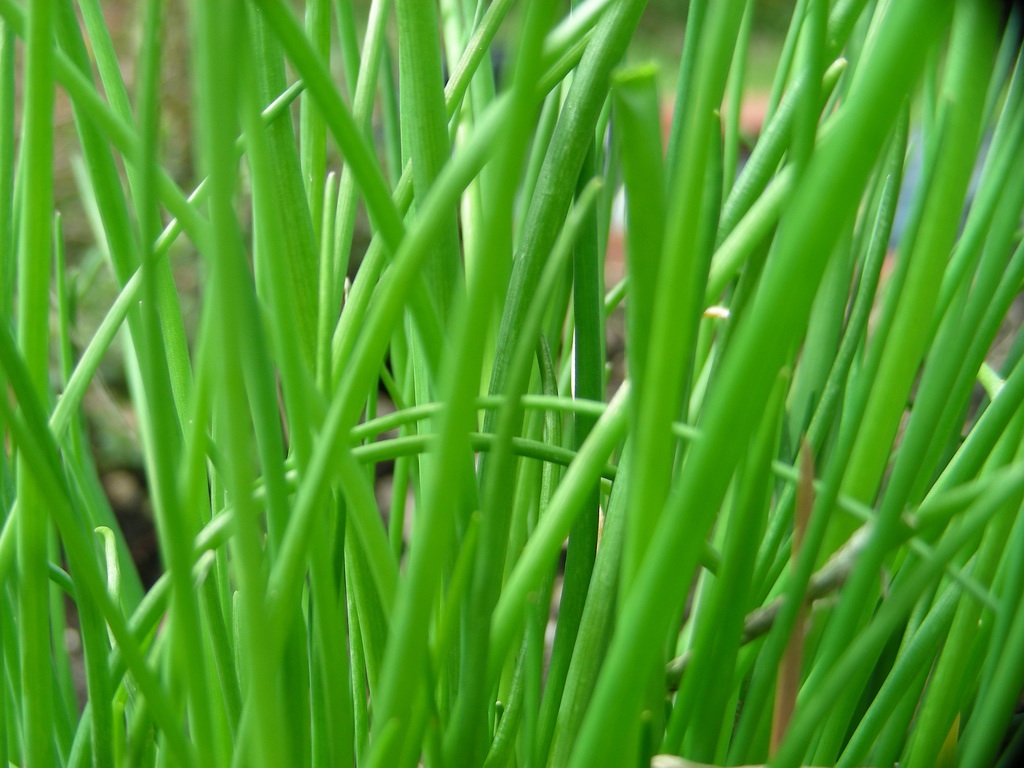 Guide To Herbs Day 7: Chives - Food Republic