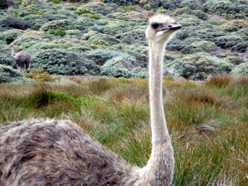 wild republic ostrich