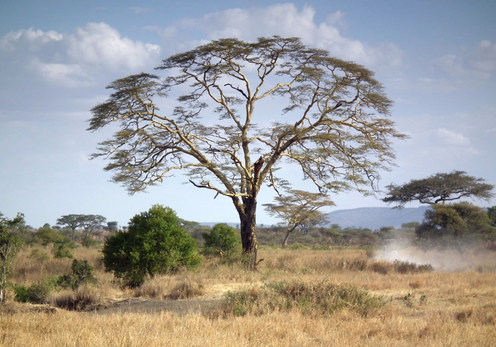 Fever-Tree Founders Stared Down Congolese Militants. Why? To Make A ...