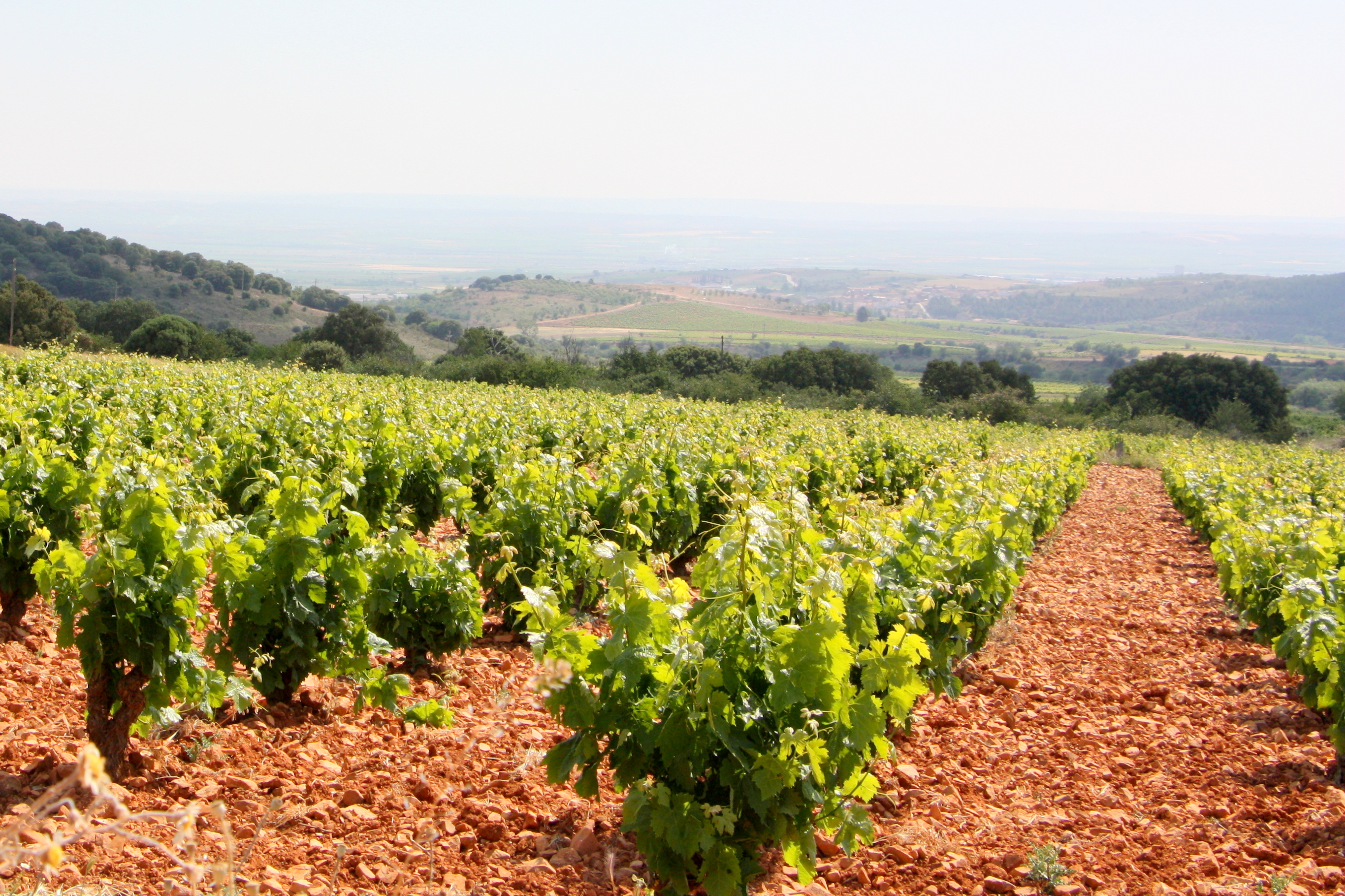 Three Top Wineries To Visit In Northern Spain - Food Republic