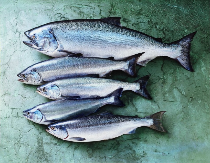 Everything You Need To Know About Wild Alaskan Salmon Food Republic 6387