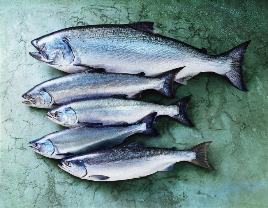 Everything You Need To Know About Wild Alaskan Salmon Food Republic