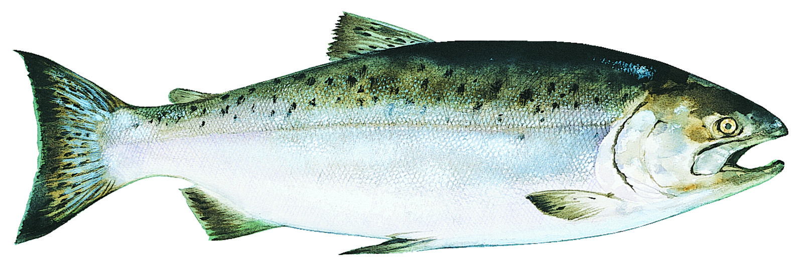 Everything You Need To Know About Wild Alaskan Salmon Food Republic 5805