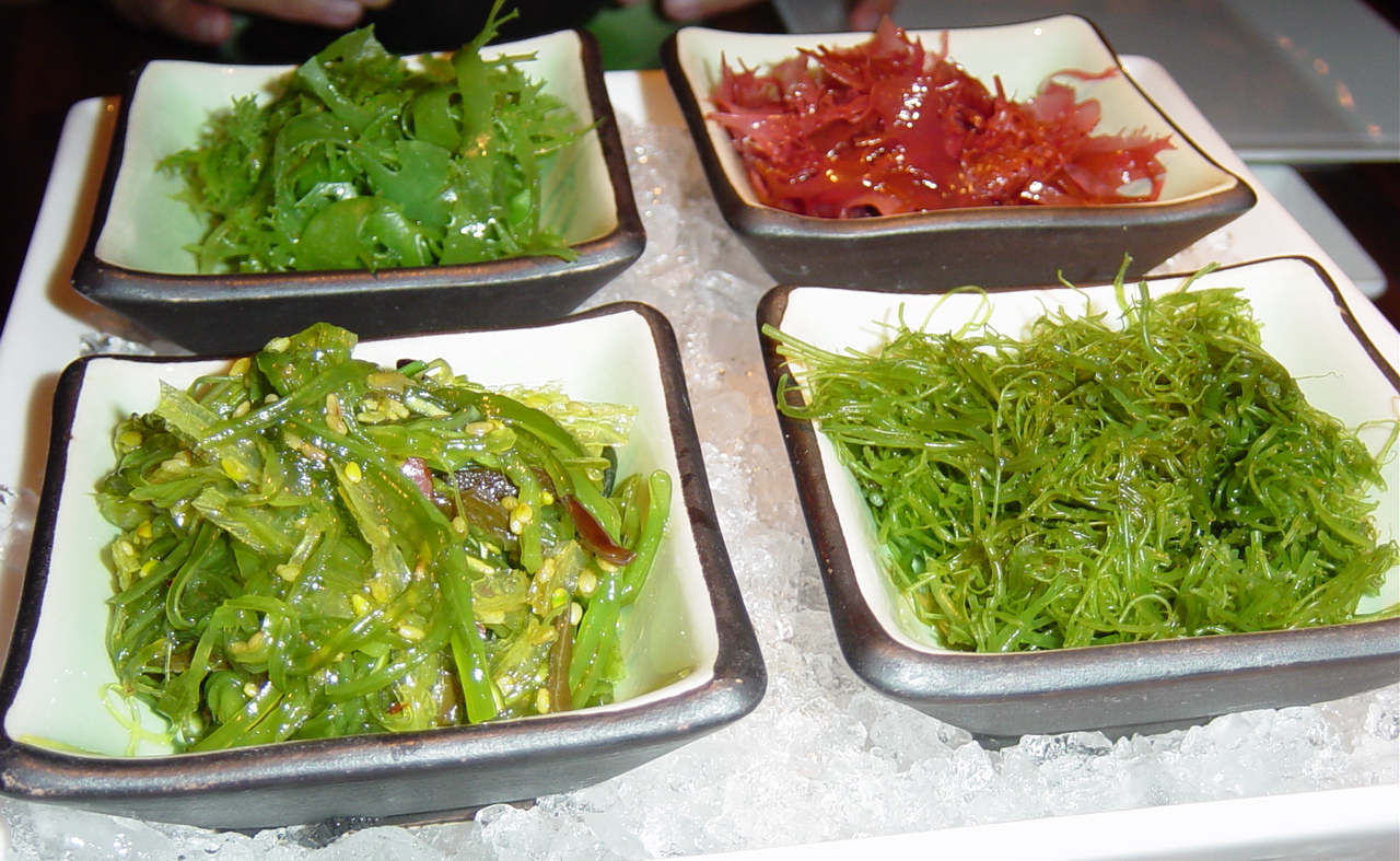 kinds of seaweeds