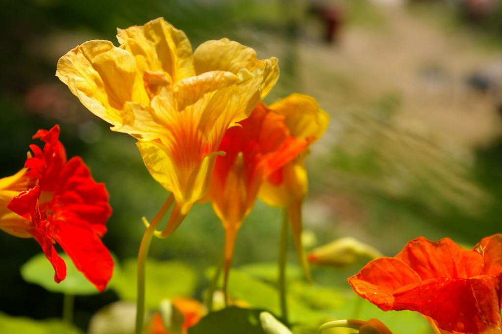 What's In Season In March: Baby Arugula, Nasturtiums And Porcini ...