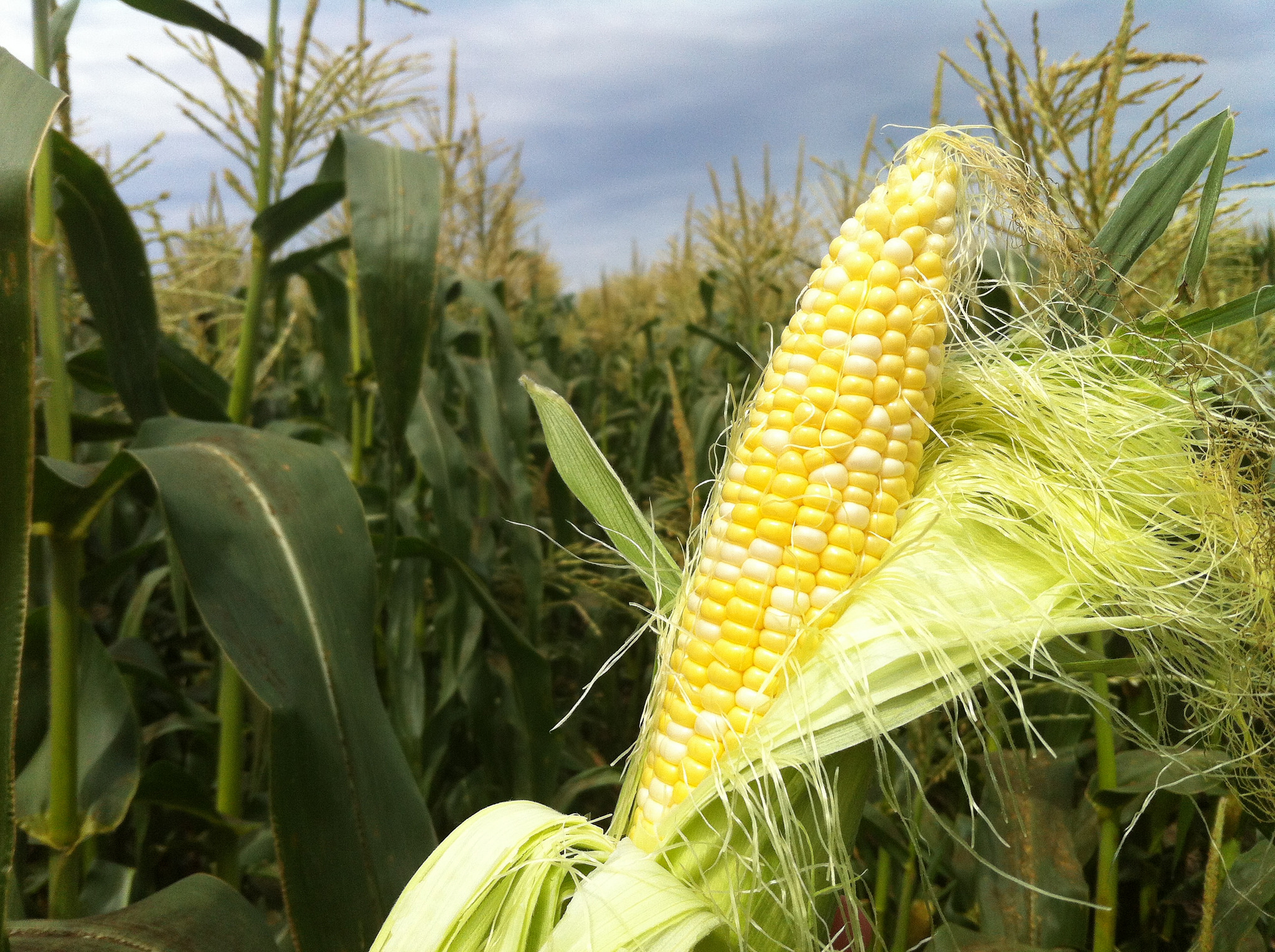 Now In Season Olathe Sweet Corn Food Republic