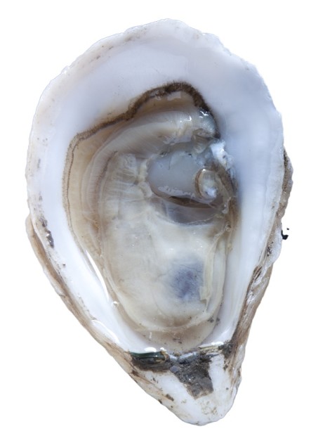 12 Oysters You Should Know - Food Republic