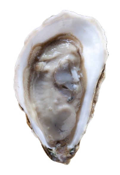 12 Oysters You Should Know - Food Republic