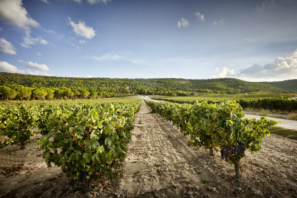 Everything You Need To Know About Spain's Ribera del Duero Region